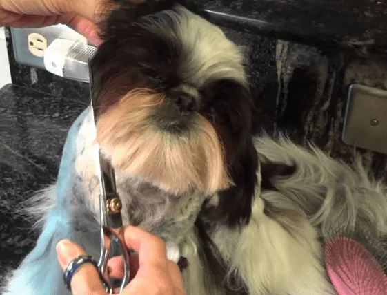 How To Shave Your Shih Tzu On Your Own | ShihTzuFanz.com