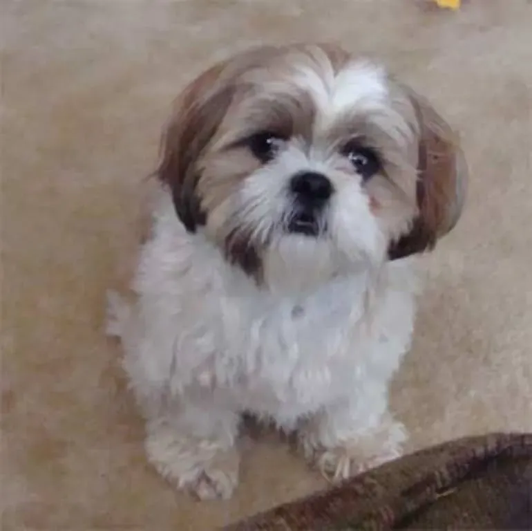 How To Stop Your Shih Tzu From Barking
