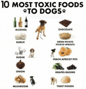 Toxic foods