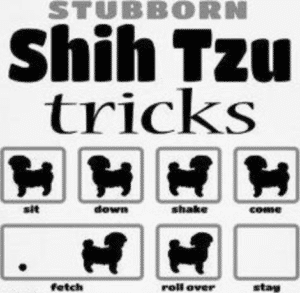 Stubborn Shih Tzu Tricks