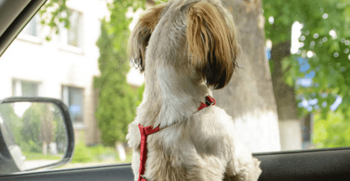 A Future Felony In Michigan? Leaving Your Dog In Your Car