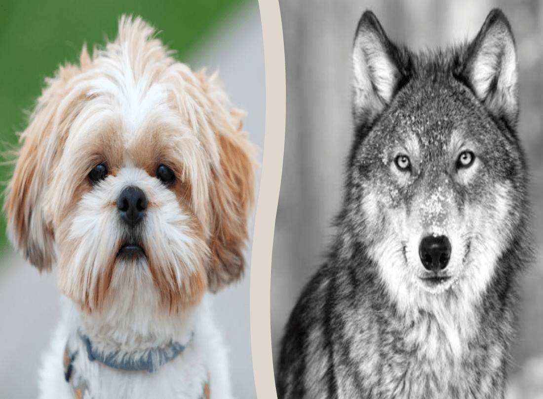Shih Tzu related to Wolf
