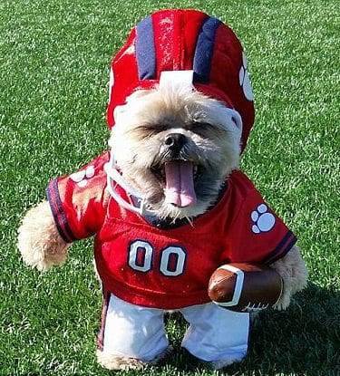 Shih Tzu Costumes – Party Time