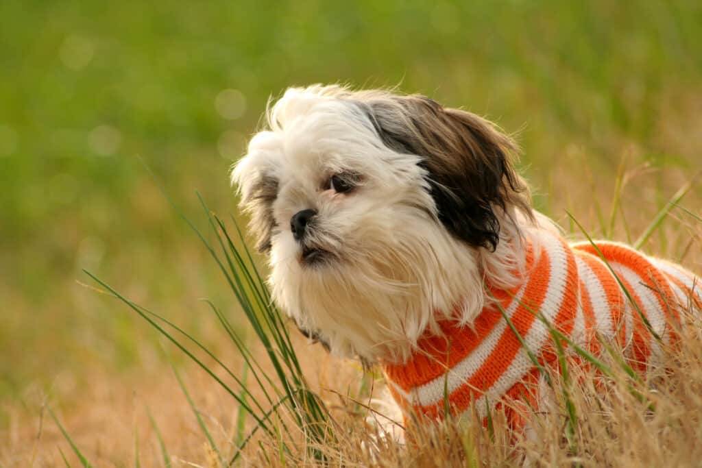 Why Does My Shih Tzu Eat Grass?
