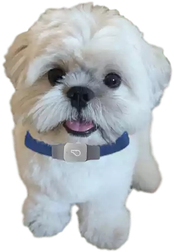 Whistle GPS Pet Tracker – Never Lose Sight Of Your Shih Tzu