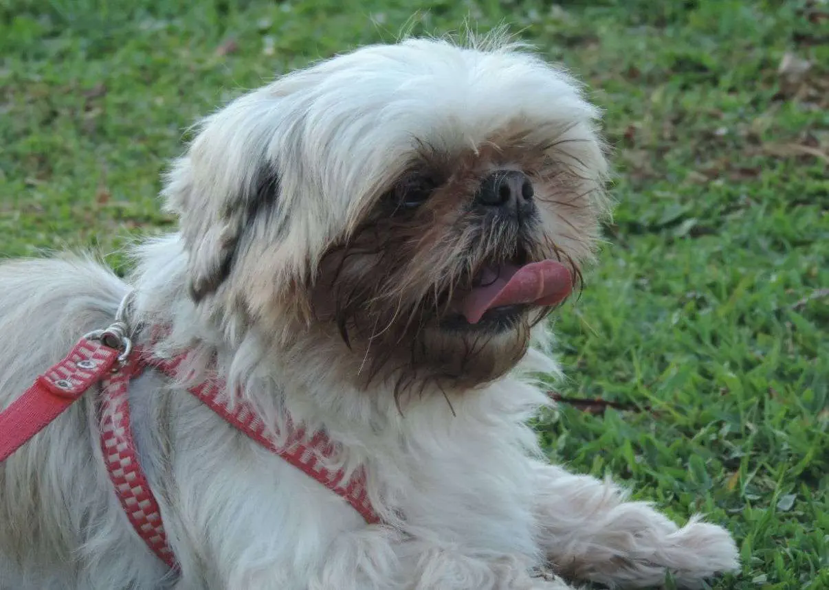 Shih Tzu harness